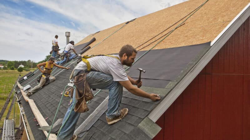 A team of men install watreproofing material and shingles to create a new roof on a rural building.